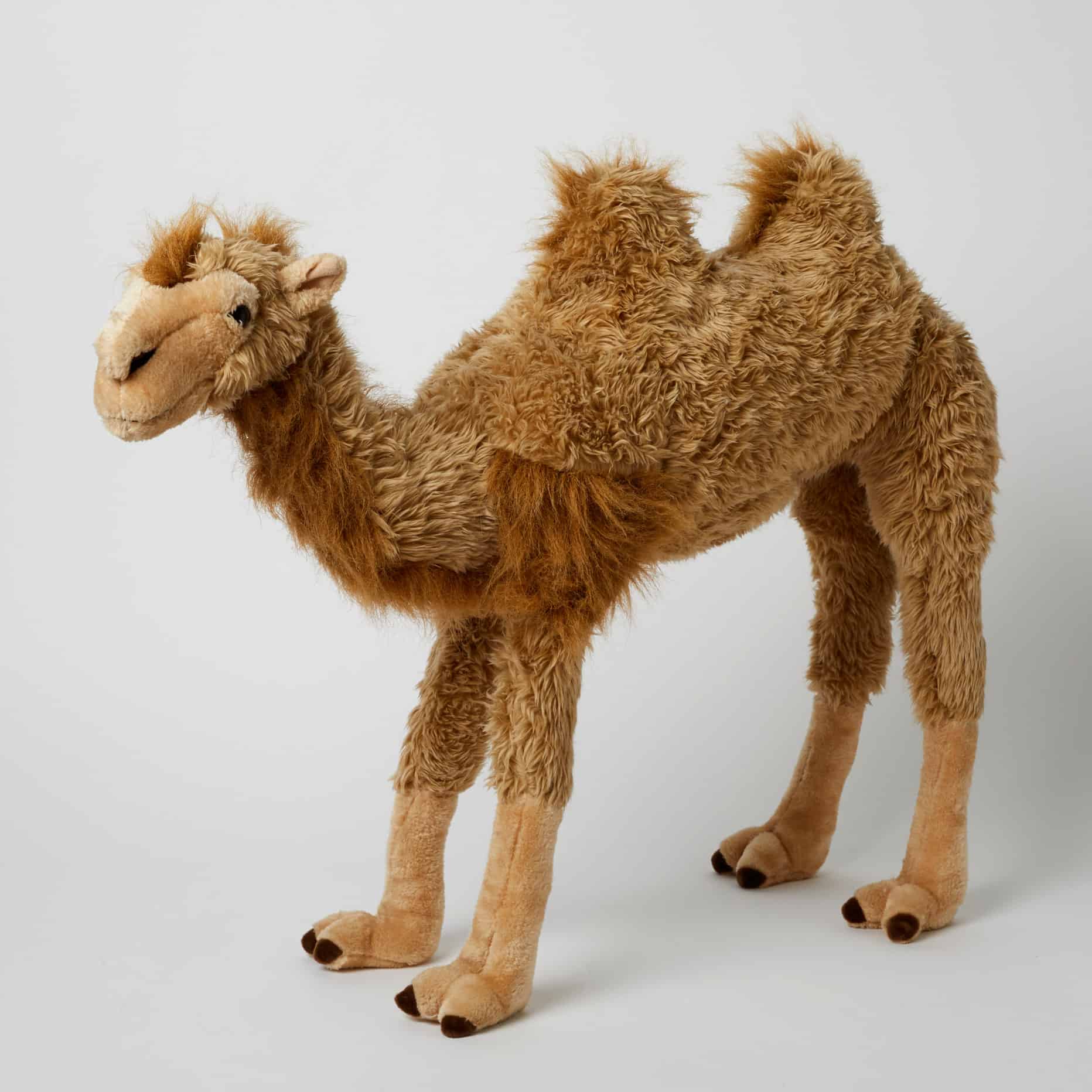 Gleneden Ride On Camel